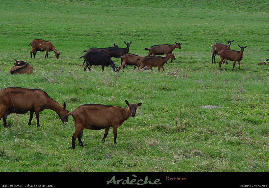 20030321_valleeduvernet_chevres_2