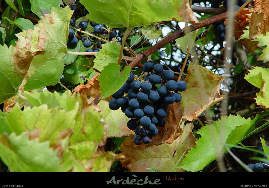 20020930_darbres_raisins_2