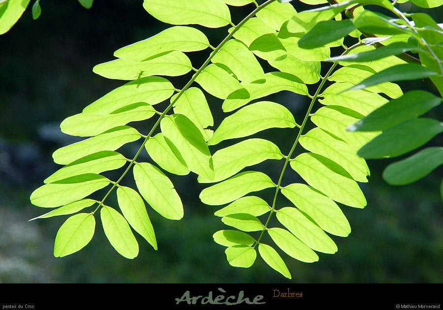 20020930_darbres_vegetation