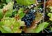 20020930_darbres_raisins_2