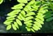 20020930_darbres_vegetation