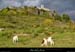 20021018_stlaurentsouscoirondesamblards_15