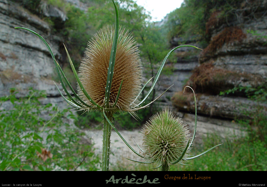 20030727_gorgeslouyre_chardon_3