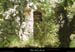 20020520_gorgesdelalouyre_ruine