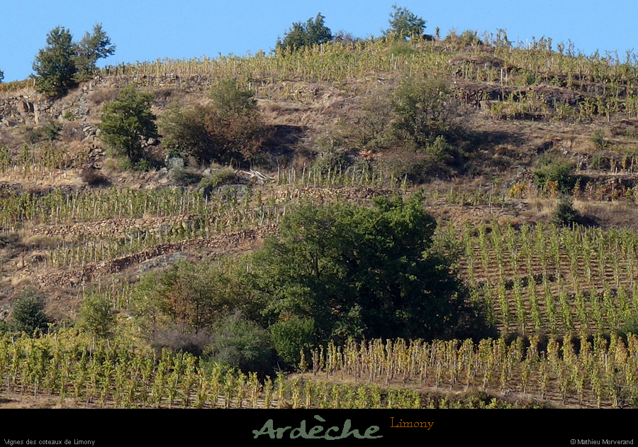 20181025_limony_vignescoteaux1