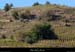 20181025_limony_vignescoteaux1