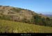 20181025_limony_vignescoteaux2