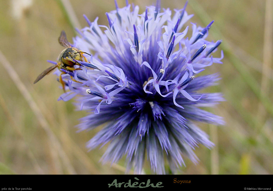 20010817_soyons_fleuretabeille