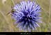 20010817_soyons_fleuretabeille