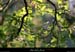 20051008_gorgesstmontan_haut_bois