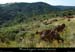 20210811_pentesgoutelles_chevres2