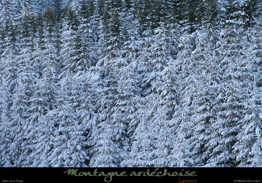 20090111_lanarce1