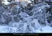20090111_preslanarce1