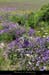 20170620_lebeage_suclauziere_prairie1