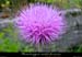 20010618_fleurprestunnelduroux_1