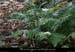 20140513_mayresvallonrieu02