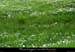 20100530_montselgues_bourren_prairie
