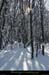 20100131_boisdesallieres08