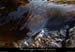 20030316_valleethines_ruisseauchambon_08