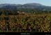 20131030_vinezac_vignesdetoussaint