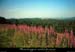 19990717_paysagepresmezenc