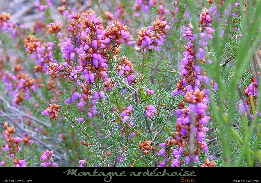 20001104_serredebarre_fleurs
