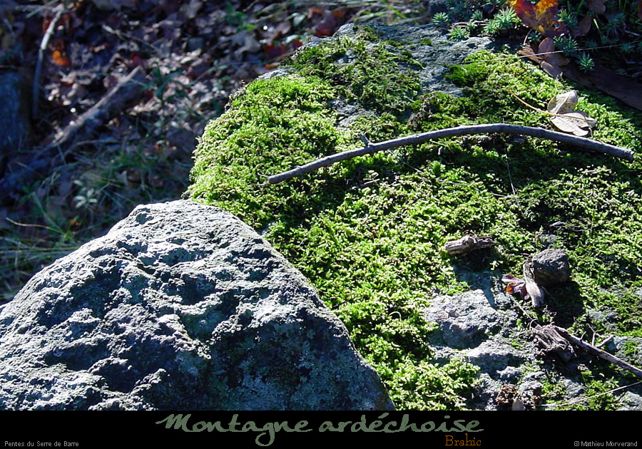 20001104_serredebarre_lichens