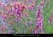 20001104_serredebarre_fleurs