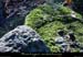 20001104_serredebarre_lichens