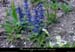 20010525_chamducros_fleur_2