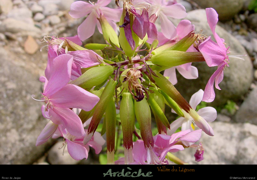 20010705_jaujac_fleur