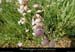 20140606_cornichevivaraisfleur2