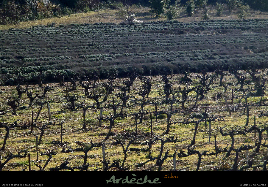 20121223_bidon_vignesetlavande
