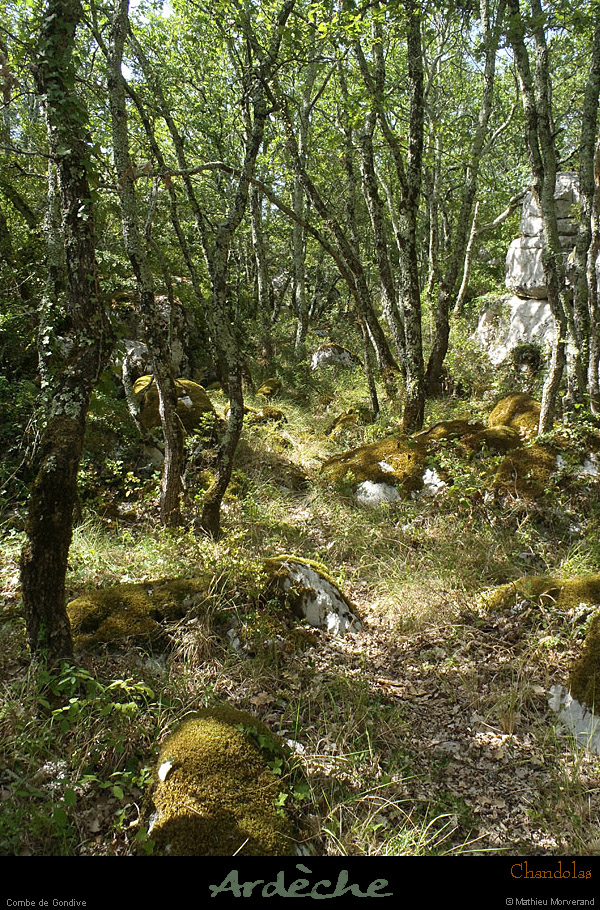 20120820_chandolas_combedegondive03