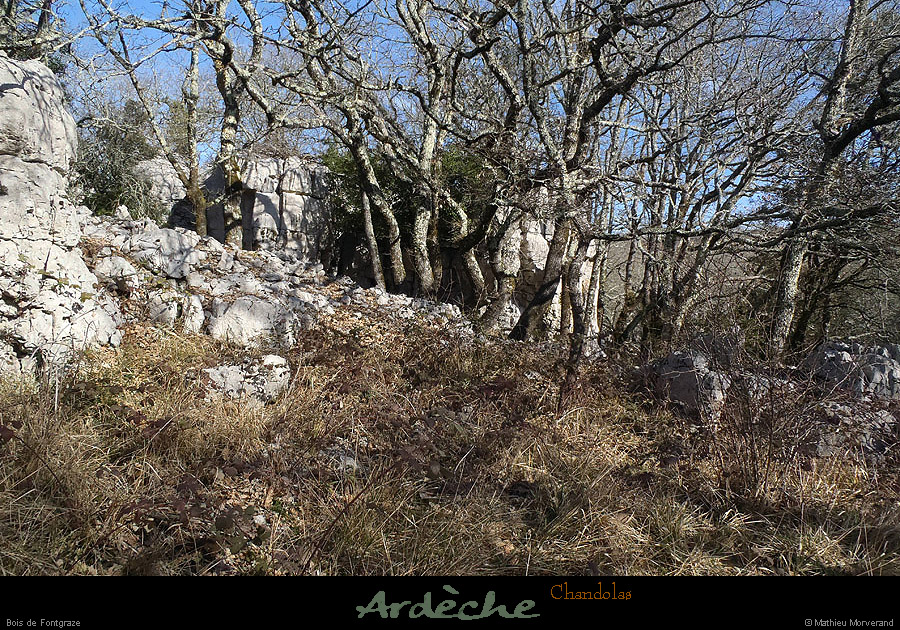 20130217_chandolas_boisdefontgraze