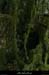 20120820_chandolas_combedegondive_trou4
