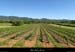 20160504_chandolas_vignesdesraynauds