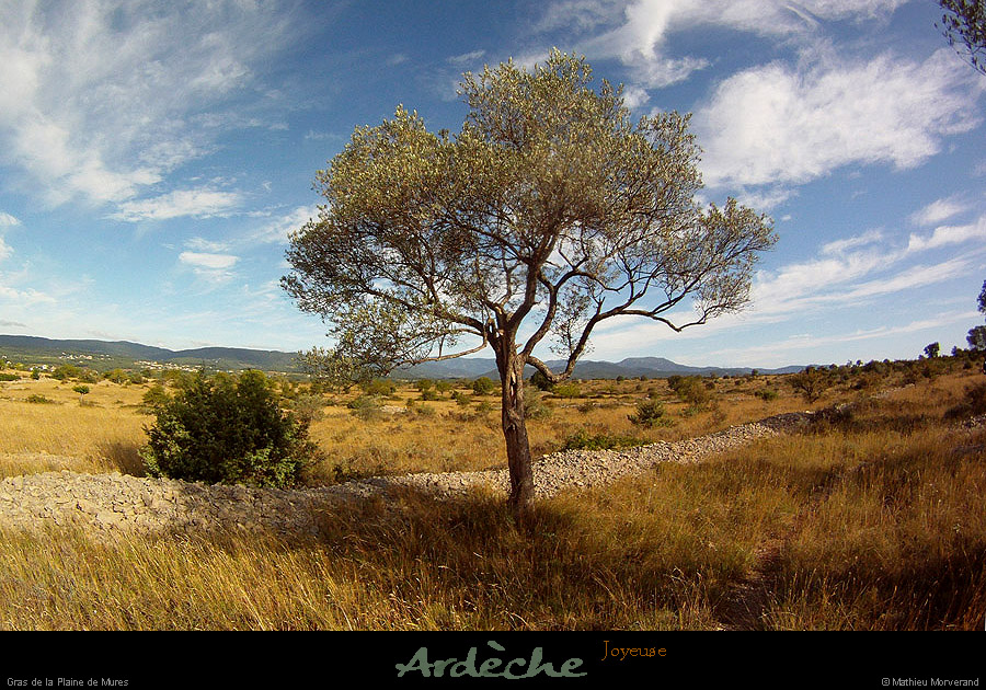 20130825_joyeuse_grasdelaplainedemures5