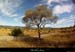 20130825_joyeuse_grasdelaplainedemures5