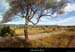 20130825_joyeuse_grasdelaplainedemures6