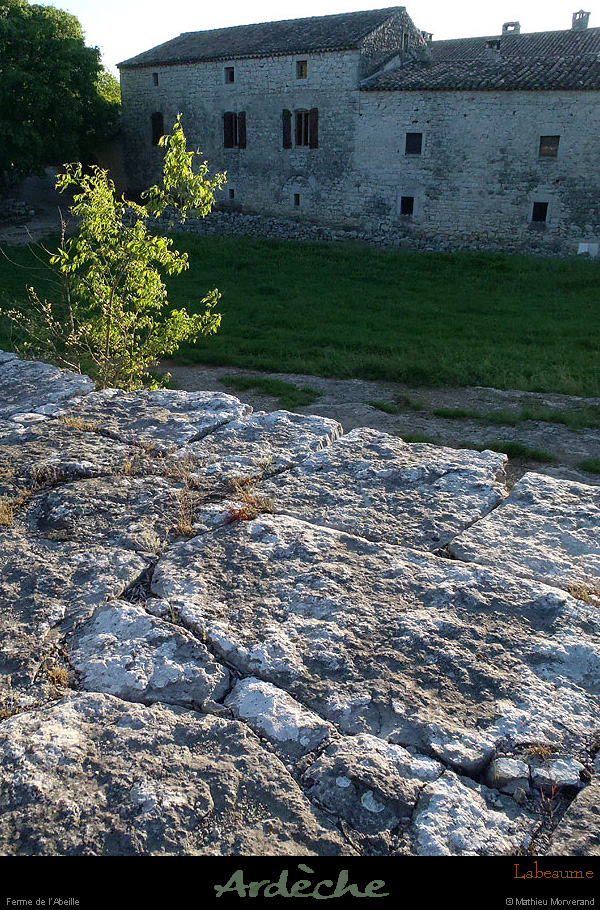20130510_labeaume_abeille4
