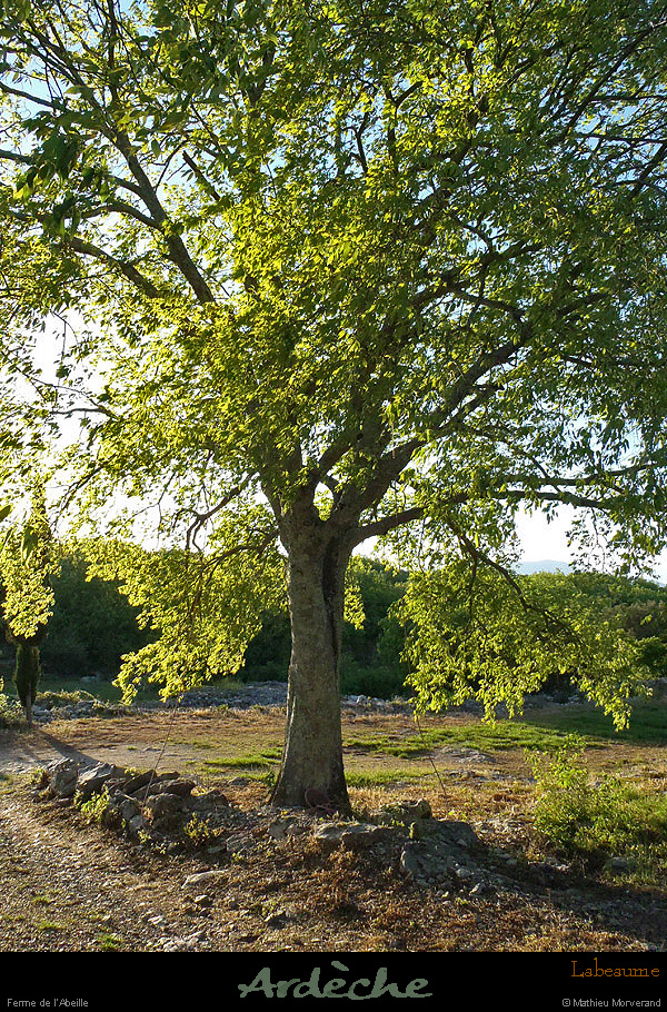 20130510_labeaume_labeille_arbre