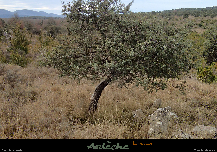 20140216_labeaume_graspresabeille