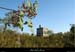 20120906_labeaume_abeille_pigeonnier1