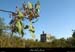 20120906_labeaume_abeille_pigeonnier2