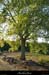 20130510_labeaume_labeille_arbre