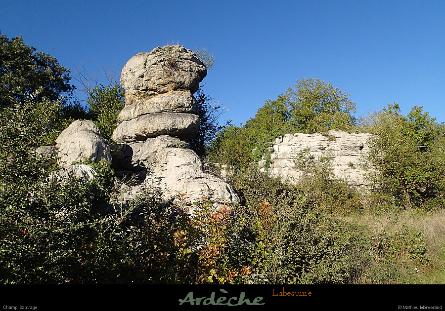 20131111_labeaume_champsauvage2
