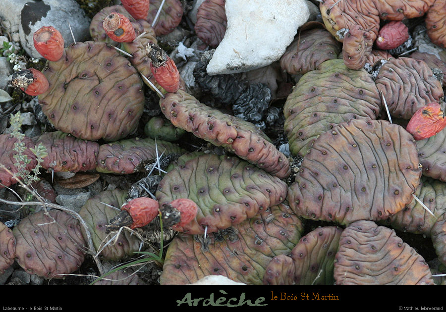 20090315_boisstmartin_cactus