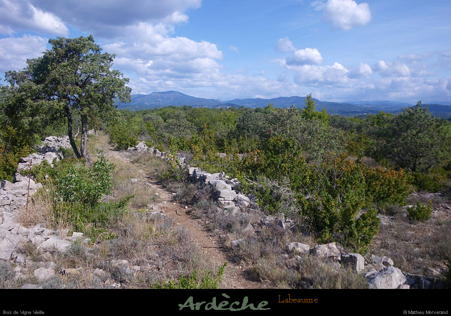 20110724_labeaume_boisdevignevieille
