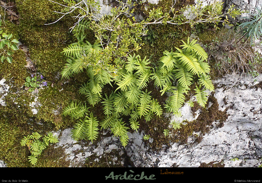 20130409_boisstmartin_polypodes